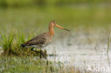 Grutto (Limosa limosa) 