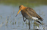 Black-tailed Godwit (Limosa limosa) 