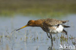 Black-tailed Godwit (Limosa limosa) 