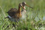 Grutto (Limosa limosa) 