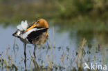 Grutto (Limosa limosa) 