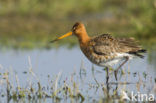 Black-tailed Godwit (Limosa limosa) 