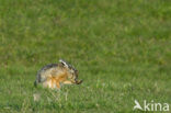 Brown Hare (Lepus europaeus)