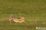 Brown Hare (Lepus europaeus)