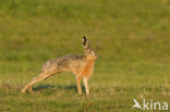 Brown Hare (Lepus europaeus)