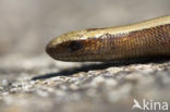 Hazelworm (Anguis fragilis) 