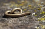 Hazelworm (Anguis fragilis) 