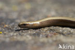 Hazelworm (Anguis fragilis) 