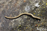 Hazelworm (Anguis fragilis) 