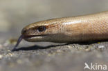 Hazelworm (Anguis fragilis) 