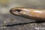 Hazelworm (Anguis fragilis) 