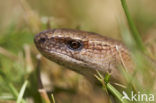 Hazelworm (Anguis fragilis) 