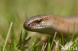 Hazelworm (Anguis fragilis) 