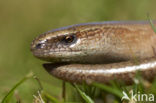 Hazelworm (Anguis fragilis) 