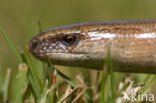 Hazelworm (Anguis fragilis) 