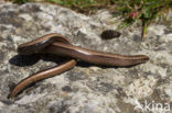 Slow Worm (Anguis fragilis)