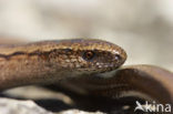 Slow Worm (Anguis fragilis)