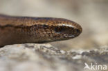 Hazelworm (Anguis fragilis) 