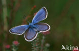 Silver Studded Blue (Plebejus argus)