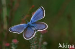 Heideblauwtje (Plebejus argus) 