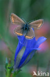 Silver Studded Blue (Plebejus argus)