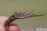 Heikikker (Rana arvalis) 