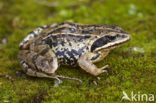 Heikikker (Rana arvalis) 