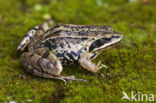 Heikikker (Rana arvalis) 