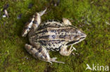 Heikikker (Rana arvalis) 