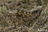 Heivlinder (Hipparchia semele) 