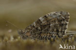 Grayling (Hipparchia semele)