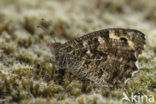 Grayling (Hipparchia semele)