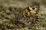 Grayling (Hipparchia semele)