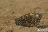 Heivlinder (Hipparchia semele) 