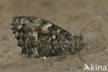 Grayling (Hipparchia semele)