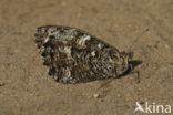 Grayling (Hipparchia semele)