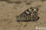 Heivlinder (Hipparchia semele) 