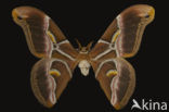 Hemelboomvlinder (Samia cynthia ricini)