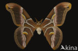 Ailanthus silkmoth (Samia cynthia ricini)