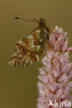 Herdersparelmoervlinder (Boloria pales)