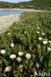 Hottentotvijg (Carpobrotus edulis)