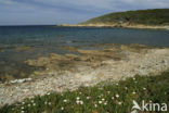 Hottentot fig (Carpobrotus edulis)