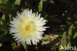 Hottentot fig (Carpobrotus edulis)