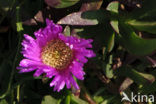 Hottentot fig (Carpobrotus edulis)