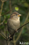 Huismus (Passer domesticus) 