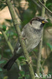 Huismus (Passer domesticus) 