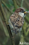 Huismus (Passer domesticus) 