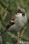 Huismus (Passer domesticus) 