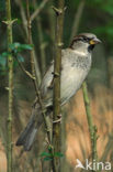 Huismus (Passer domesticus) 