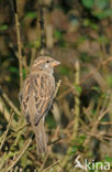 Huismus (Passer domesticus) 